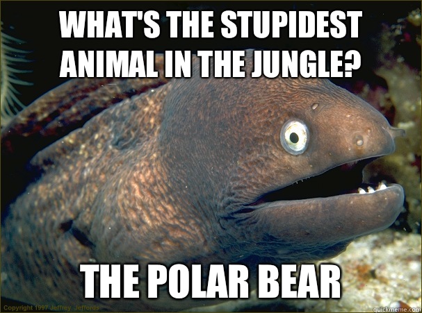 What's the stupidest animal in the jungle? The polar bear - What's the stupidest animal in the jungle? The polar bear  Bad Joke Eel