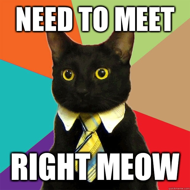 Need to meet Right meow  Business Cat