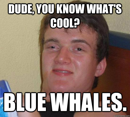Dude, you know what's cool? Blue Whales. - Dude, you know what's cool? Blue Whales.  Really High Guy