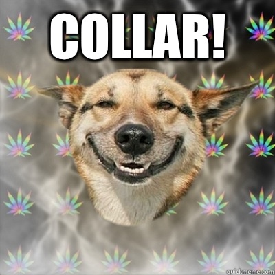 Collar!   Stoner Dog