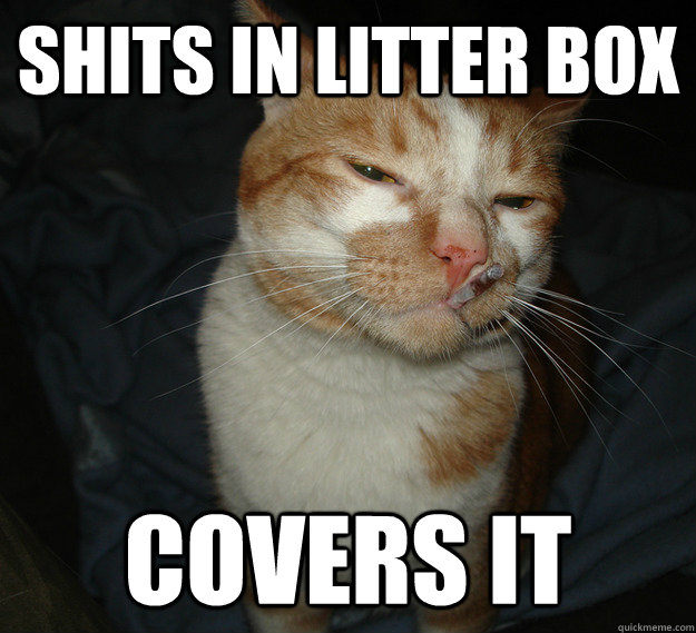 shits in litter box covers it - shits in litter box covers it  Cool Cat Craig