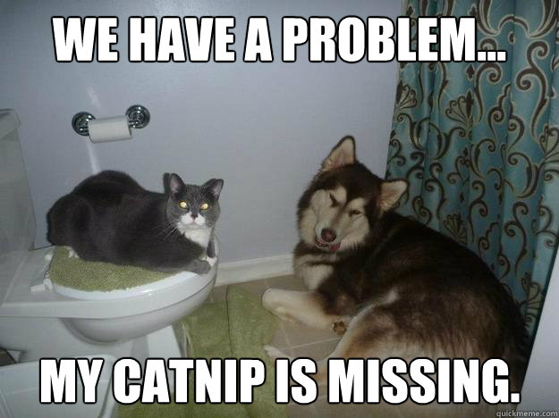 We have a problem... my catnip is missing.  Malamute Catnip