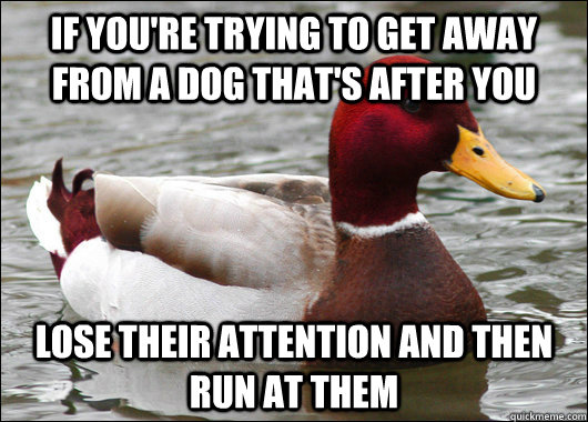 if you're trying to get away from a dog that's after you lose their attention and then run at them  Malicious Advice Mallard