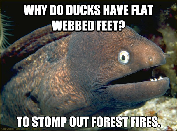 Why do ducks have flat webbed feet? To stomp out forest fires. Caption 3 goes here - Why do ducks have flat webbed feet? To stomp out forest fires. Caption 3 goes here  Bad Joke Eel