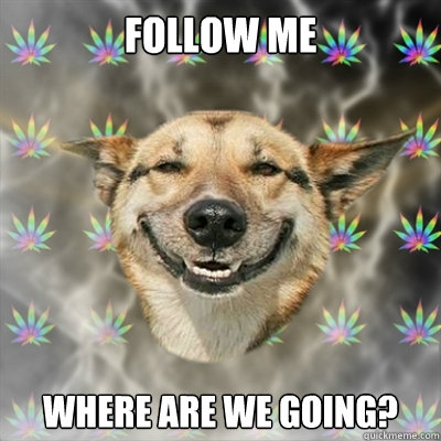 Follow me where are we going?  Stoner Dog