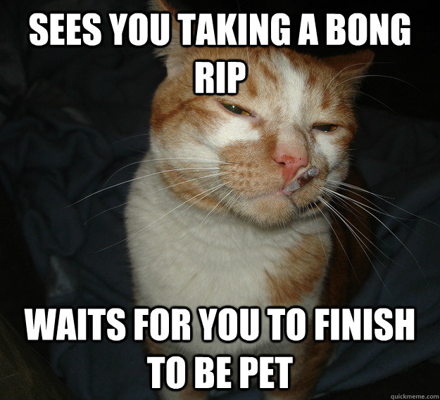 Sees you taking a bong rip waits for you to finish to be pet - Sees you taking a bong rip waits for you to finish to be pet  Cool Cat Craig