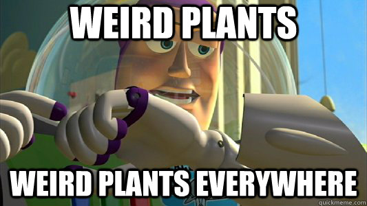 WEIRD PLANTS WEIRD PLANTS EVERYWHERE  Buzz Lightyear