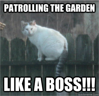 Patrolling the Garden LIKE A BOSS!!!  Tank Meme