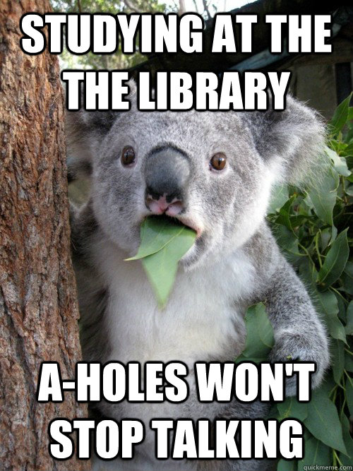 Studying at the the Library A-holes won't stop talking - Studying at the the Library A-holes won't stop talking  koala bear