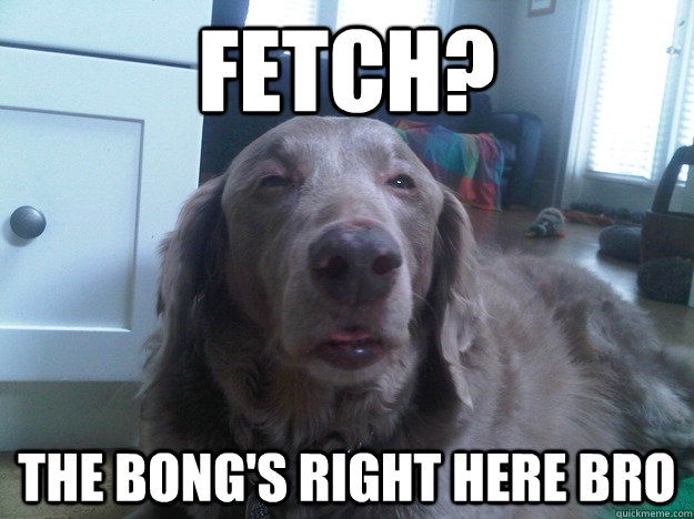 Fetch? The bong's right here bro  10 Dog