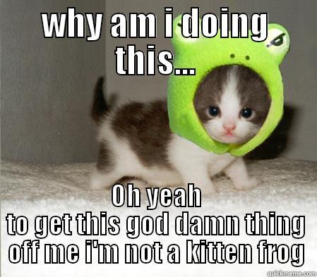 foggy kitten - WHY AM I DOING THIS... OH YEAH TO GET THIS GOD DAMN THING OFF ME I'M NOT A KITTEN FROG Misc