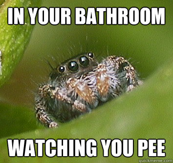 In your bathroom Watching you pee  Misunderstood Spider