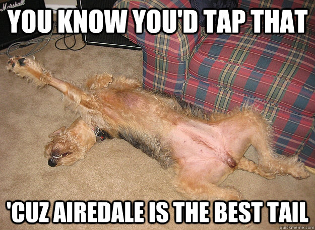 You know you'd tap that 'cuz airedale is the best tail - You know you'd tap that 'cuz airedale is the best tail  Reposing Airedale