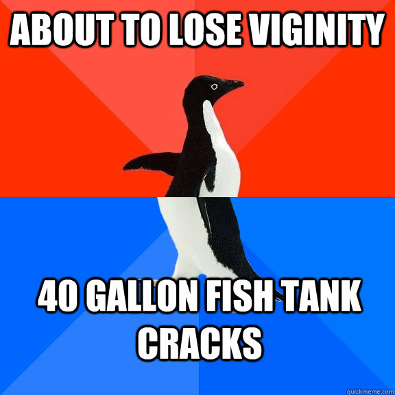 About to lose viginity 40 gallon fish tank cracks - About to lose viginity 40 gallon fish tank cracks  Socially Awesome Awkward Penguin