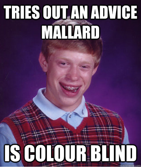 tries out an advice mallard  is colour blind   Bad Luck Brian