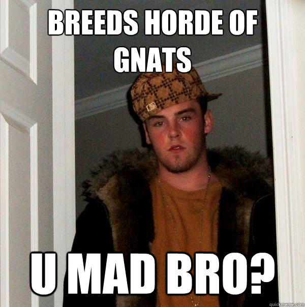 Breeds horde of gnats U Mad bro?  Scumbag Steve