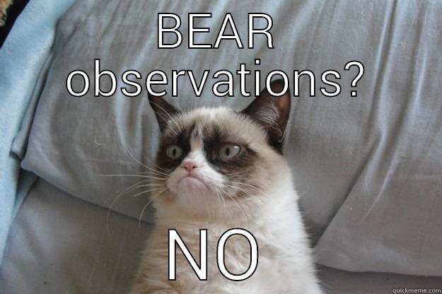 BEAR OBSERVATIONS? NO Grumpy Cat