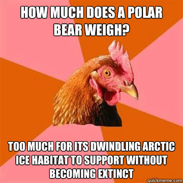 How much does a polar bear weigh? Too much for its dwindling arctic ice habitat to support without becoming extinct - How much does a polar bear weigh? Too much for its dwindling arctic ice habitat to support without becoming extinct  True story now anti joke chicken