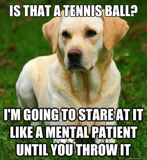 Is that a tennis ball? I'm going to stare at it like a mental patient until you throw it  Dog Logic