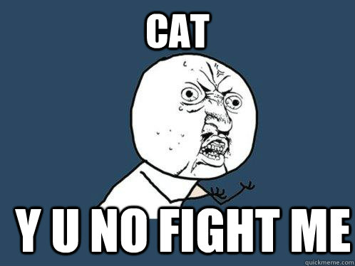 cat y u no fight me  Y U No