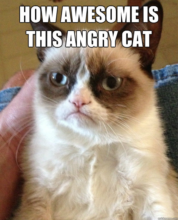 how awesome is this angry cat   Grumpy Cat