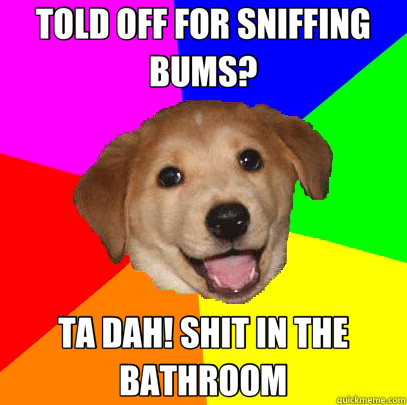 TOLD OFF FOR SNIFFING BUMS? TA DAH! SHIT IN THE BATHROOM  Advice Dog