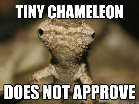 Tiny Chameleon Does Not Approve Displeased Chameleon Quickmeme