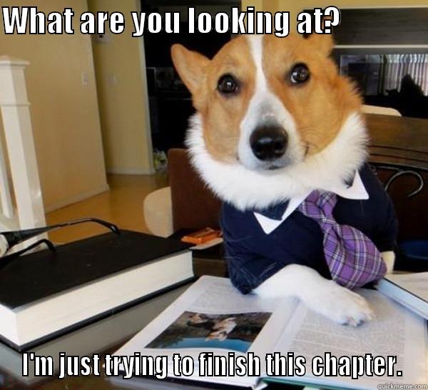 WHAT ARE YOU LOOKING AT?                I'M JUST TRYING TO FINISH THIS CHAPTER. Lawyer Dog