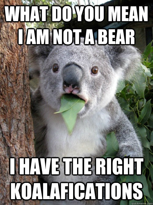 What do you mean i am not a bear I have the right koalafications  