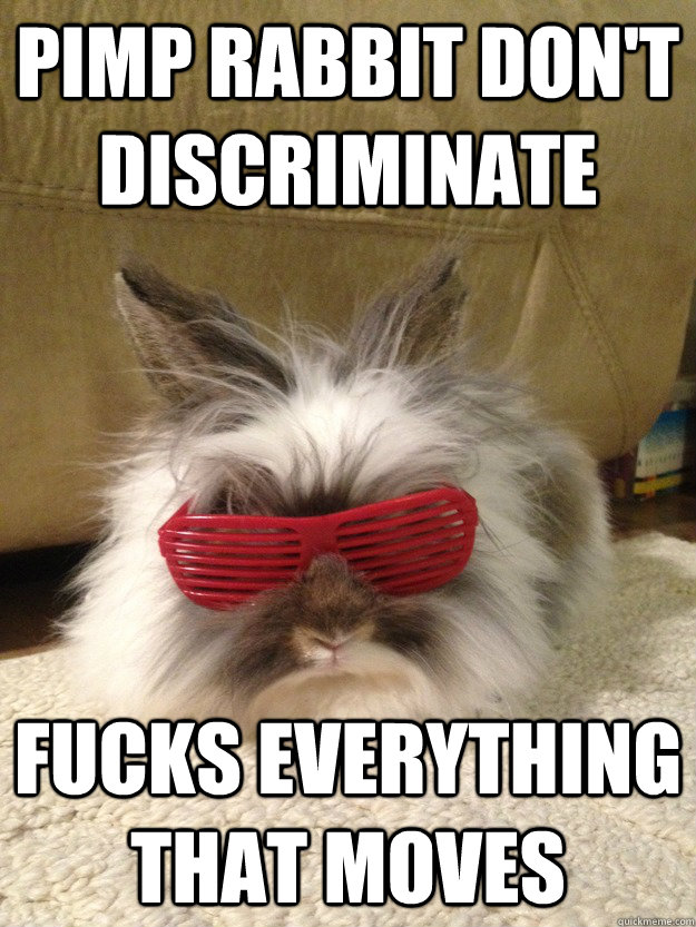 Pimp rabbit don't discriminate Fucks Everything that moves  Pimp Rabbit