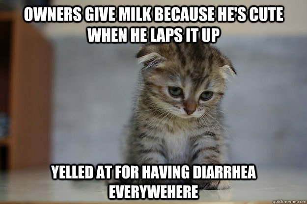 Owners give milk because he's cute when he laps it up yelled at for having diarrhea everywehere  Sad Kitten