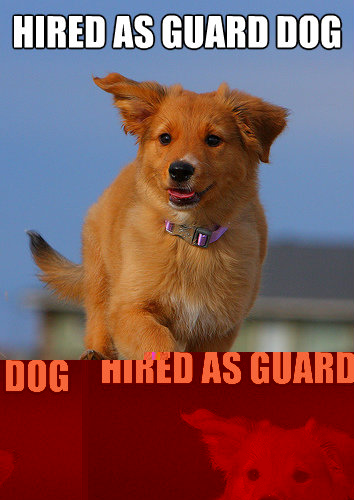 Hired as guard dog by chuck norris  Ridiculously Photogenic Puppy