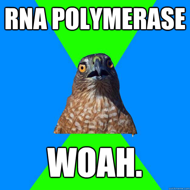 RNA polymerase WOAH.  Hawkward