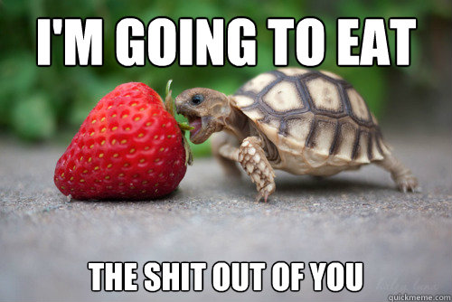 I'm going to eat the shit out of you  Munchies Turtle