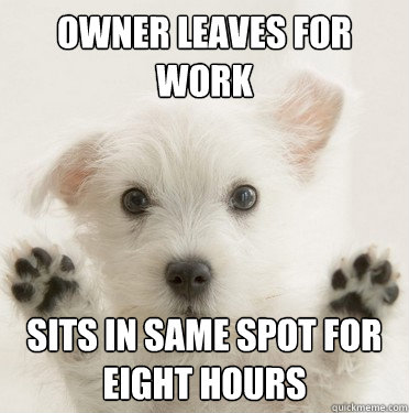 owner leaves for work sits in same spot for eight hours  Separation Anxiety Puppy