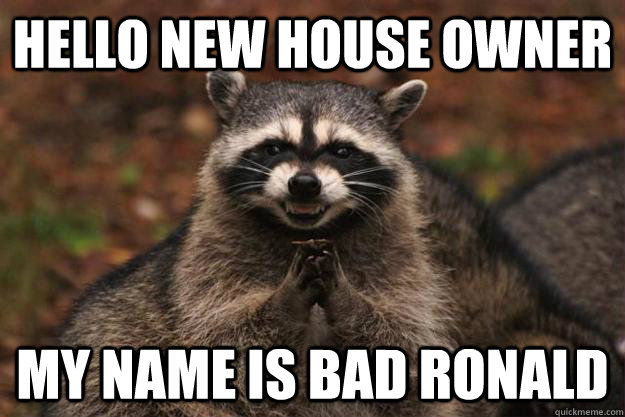 Hello New house owner My name is Bad ronald  Evil Plotting Raccoon