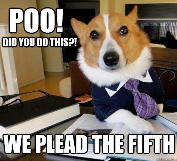 Poo! We plead the fifth Did you do this?!  Lawyer Dog