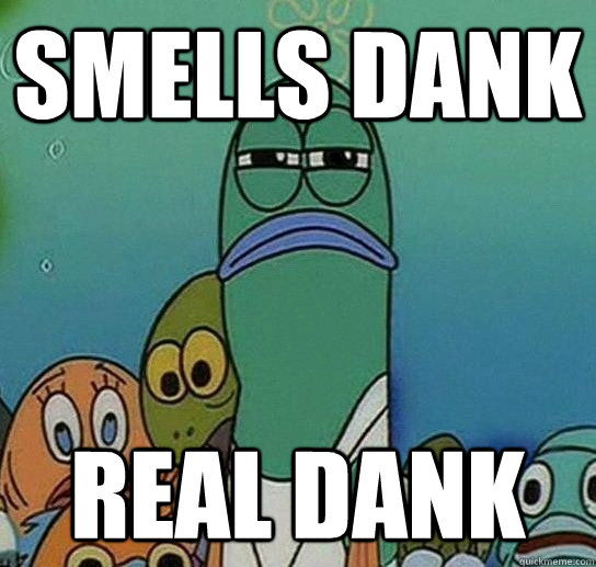 smells dank real dank  Serious fish SpongeBob