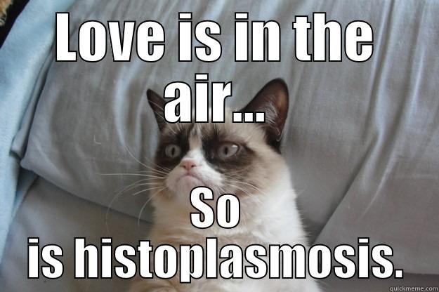 LOVE IS IN THE AIR... SO IS HISTOPLASMOSIS. Grumpy Cat