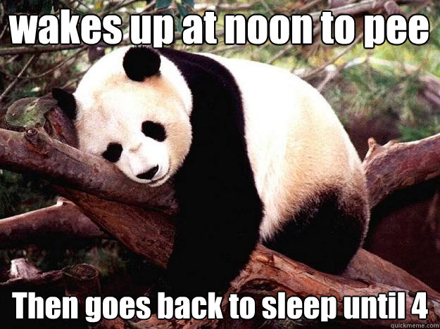 wakes up at noon to pee Then goes back to sleep until 4  Procrastination Panda