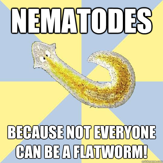 Nematodes Because not everyone can be a flatworm!  Bio Major Planarian