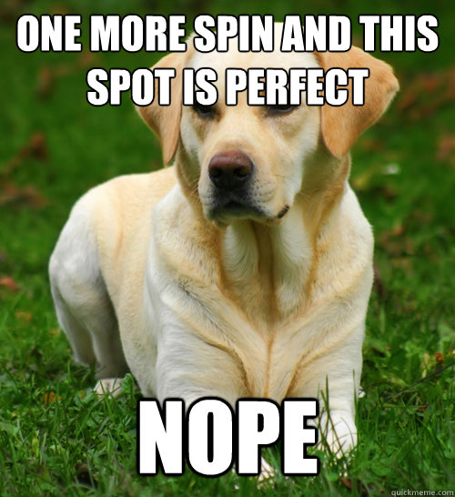 one more spin and this spot is perfect nope  Dog Logic