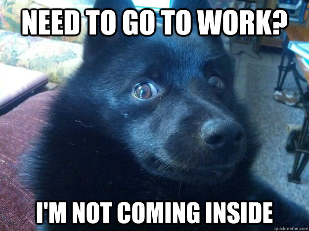 Need to go to work? I'm not coming inside  Scumbag Schipperke