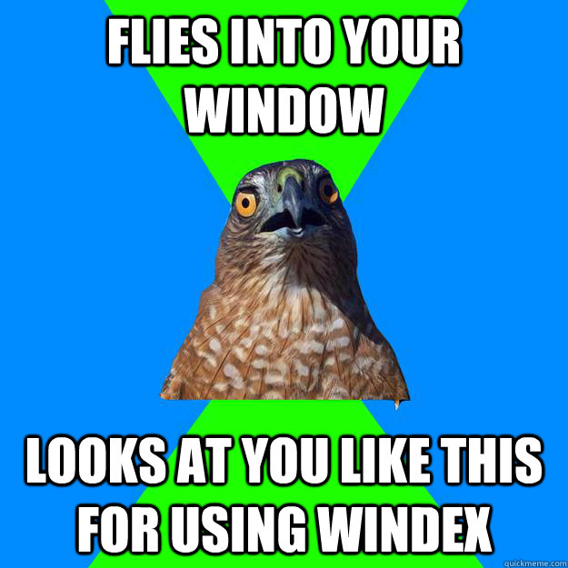 Flies into your window Looks at you like this for using windex  Hawkward