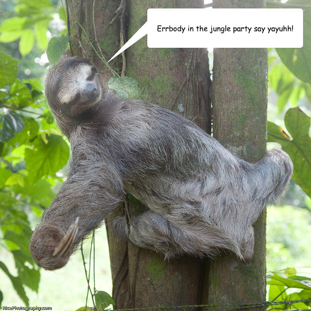 Errbody in the jungle party say yayuhh! - Errbody in the jungle party say yayuhh!  Party Sloth