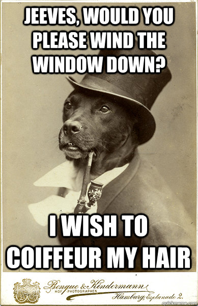 JEEVES, WOULD YOU PLEASE WIND THE WINDOW DOWN? I WISH TO COIFFEUR MY HAIR  Old Money Dog