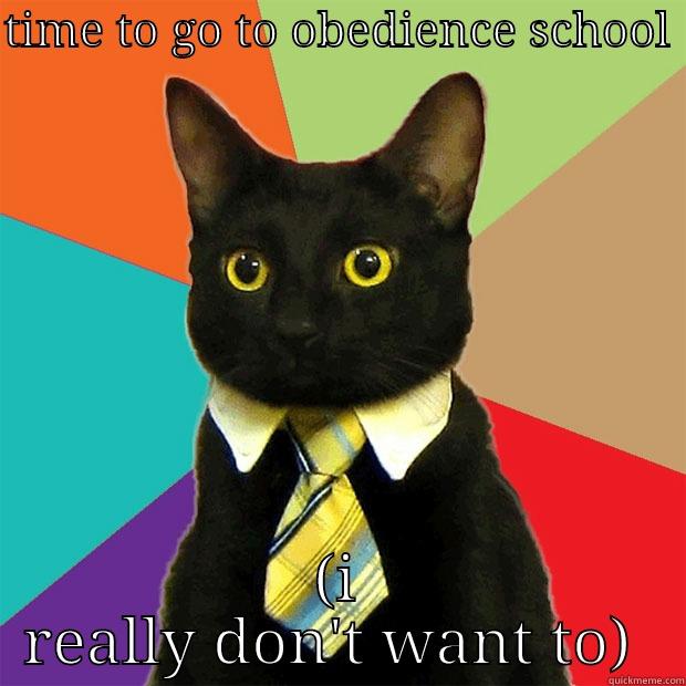 TIME TO GO TO OBEDIENCE SCHOOL  (I REALLY DON'T WANT TO)  Business Cat