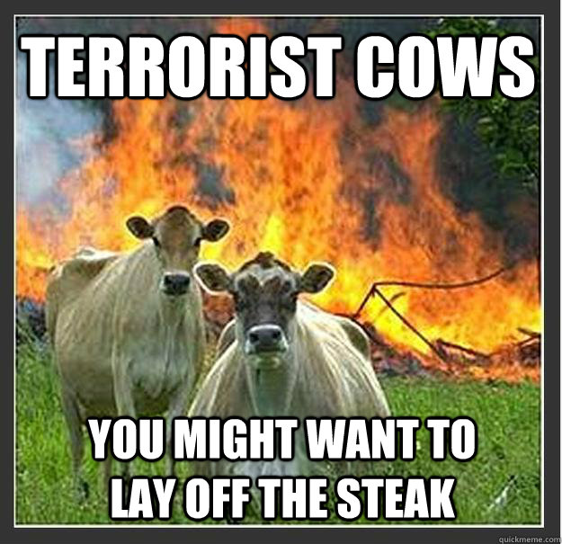 Terrorist Cows You might want to lay off the steak  Evil cows