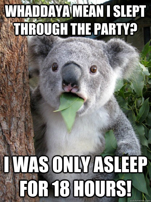 Whaddaya mean I slept through the party? I was only asleep for 18 hours!  koala bear