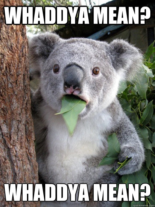 Whaddya mean? Whaddya mean?  koala bear